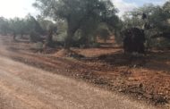 Canet lo Roig adequa els camins rurals de les oliveres mil·lenàries