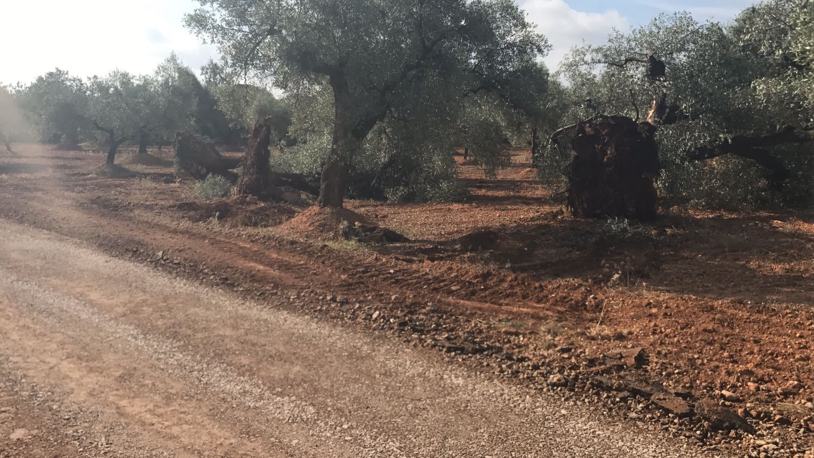 Canet lo Roig adequa els camins rurals de les oliveres mil·lenàries