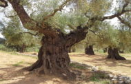 La Unió de Llauradors preveu un augment del 21% de la collita d'olives