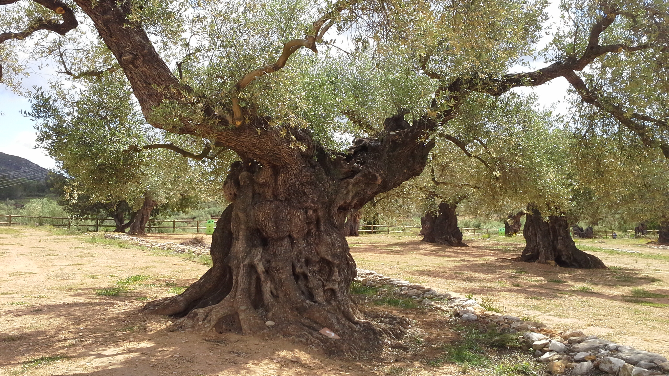 La Unió de Llauradors preveu un augment del 21% de la collita d'olives