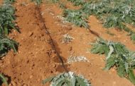 Peníscola, l'Ajuntament es reuneix amb el Consell Agrari per busrcar una solució als danys que ocasionen els porcs senglars