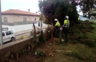 Càlig, la Brigada de l'Agència Valenciana d'Emergències realitza tasques de neteja de les restes vegetals