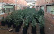 Vinaròs, la Policia Local intercepta 400 plantes de marihuana
