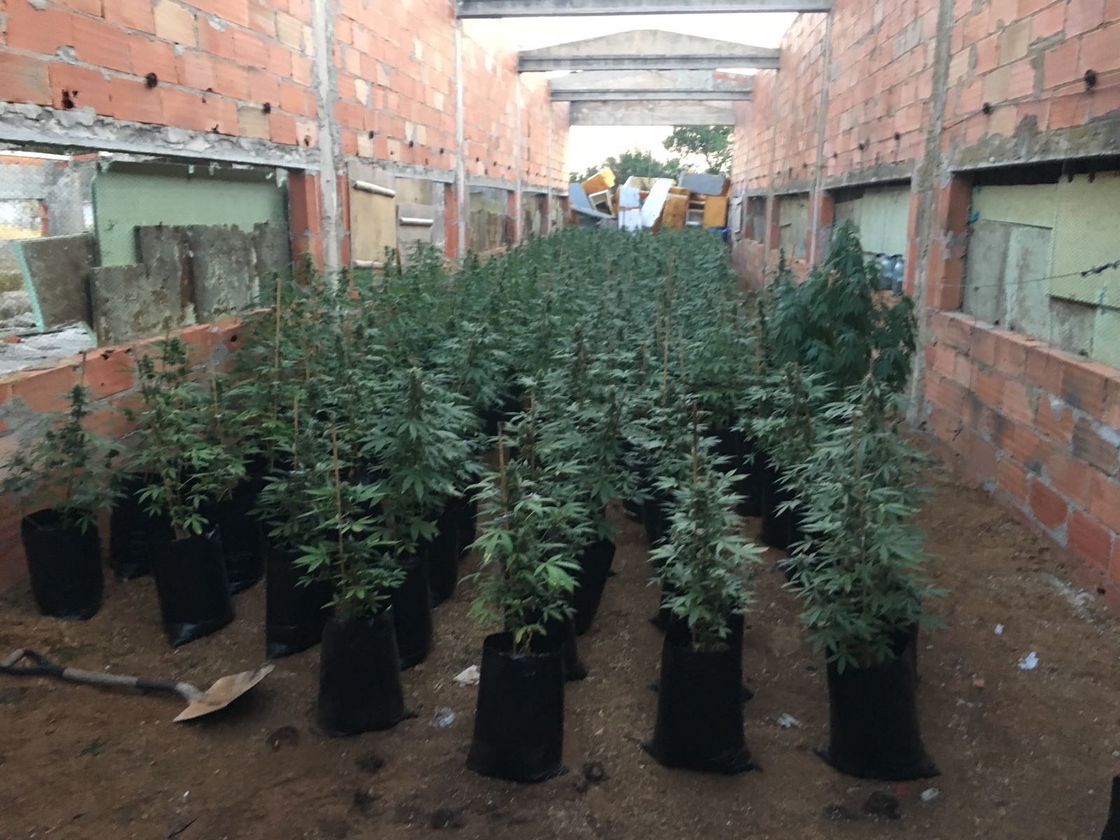 Vinaròs, la Policia Local intercepta 400 plantes de marihuana