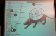 Vinaròs; Conferència: “Spinolestes, un mamífer primitu excepcional  del jaciment de Las Hoya” a càrrec d’Angela Delgado 13-10-2018