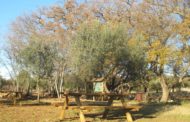 La Jana, l'Ajuntament executa millores a l'entorn natural del municipi