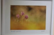 Vinaròs; Exposició; 
