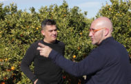 Compromís reclama al Govern Central augmentar els controls contra la  Xylella fastidiosa