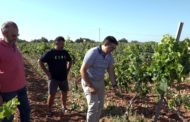 Benicarló; Presentació i visita a les vinyes i el celler del «Vi Carlón» de Benicarló 28-06-2019
