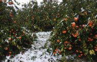 La borrasca Glòria deixa de moment danys en els cítrics i en hivernacles per efecte del vent