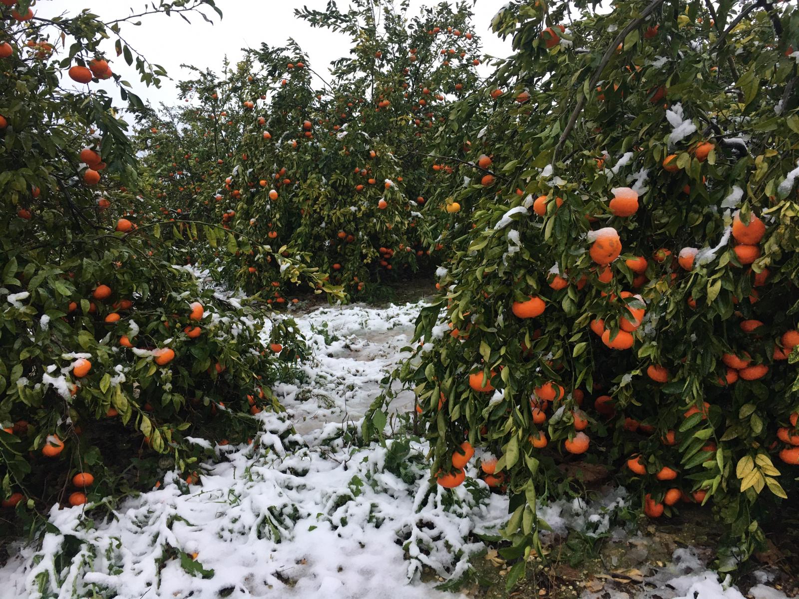 La borrasca Glòria deixa de moment danys en els cítrics i en hivernacles per efecte del vent