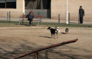 Benicarló; Visita al parc caní del carrer de Mariano Miquel i Polo de Benicarló 30-01-2020