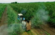 La Comissió Europea prohibeix el clorpirifós i el metil clorpirifós però els productes agrícoles importats podran continuar entrant en els mercats de la UE amb eixes substàncies actives