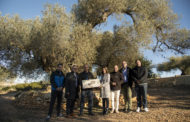 La Diputació dobla el pressupost per a la conservació d’arbres monumentals i l’eleva fins als 40.000 euros