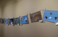 Vinaròs; Exposició “Pardals” de Vinaròs i voltants de Manuel Beltran a la Fundació Caixa Vinaròs 14-01-2020