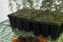 Escolars d'Alcalà-Alcossebre planten 550 arbres dins de les activitats del Dia de l'Arbre