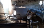 FEPAC-ASAJA detecta un descens de venda en oví, boví i caprí entre la ramaderia provincial