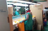 La Cooperativa Benihort de Benicarló continua implantat noves mesures de protecció