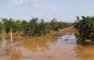 FEPAC-ASAJA avalua els efectes de les pluges en el camp de la província