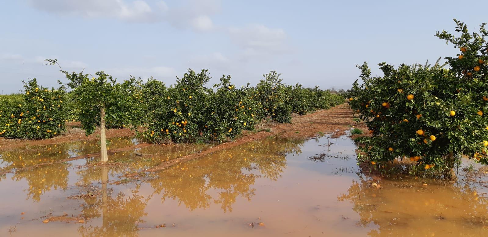 FEPAC-ASAJA avalua els efectes de les pluges en el camp de la província