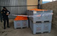 La Policia de la Generalitat participa en els operatius de robatoris i comerç il·legal hortofructícoles