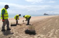 Avancen les tasques de regeneració i reforestació dunar en la platja Nord de Peníscola