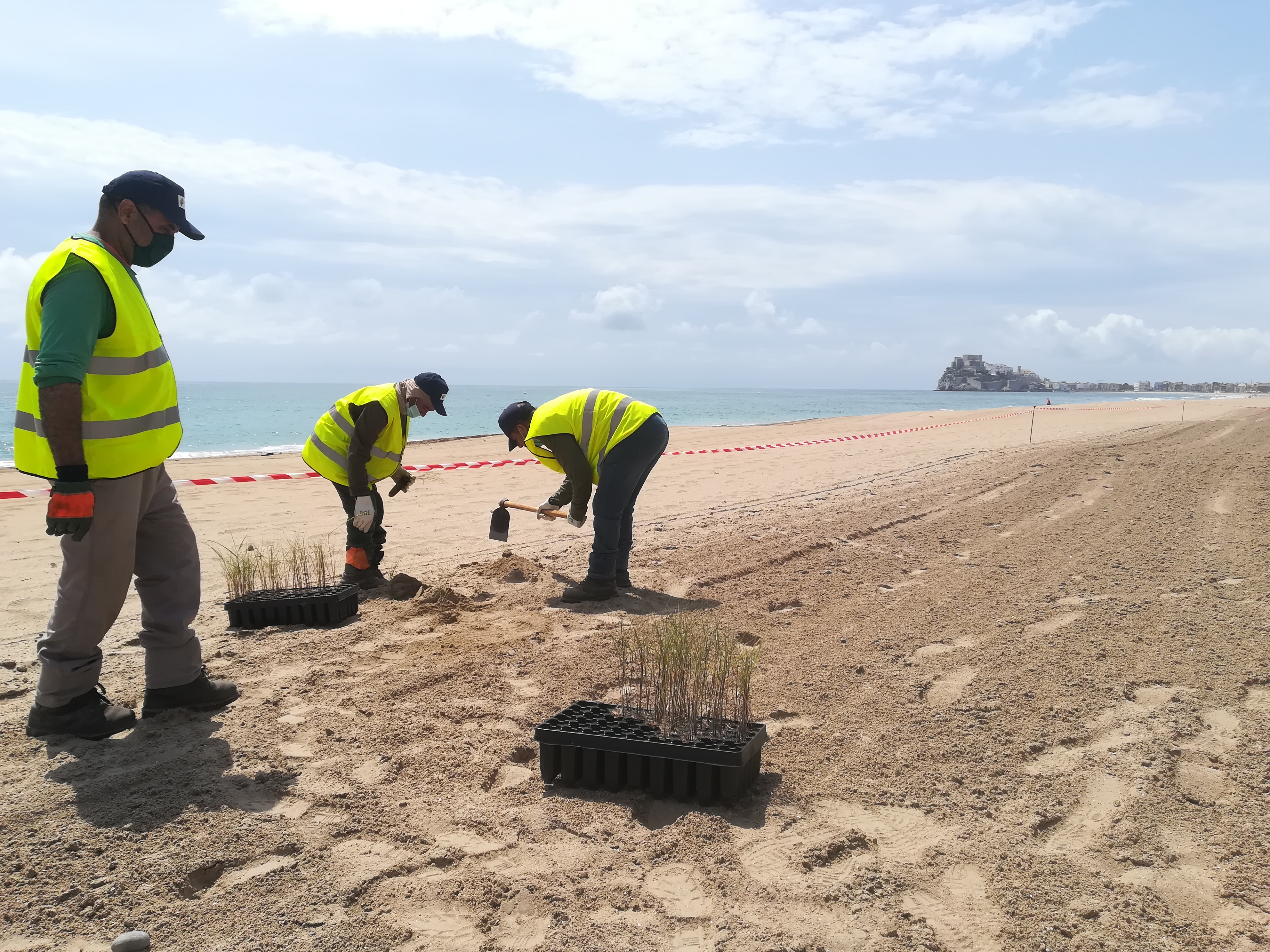 Avancen les tasques de regeneració i reforestació dunar en la platja Nord de Peníscola