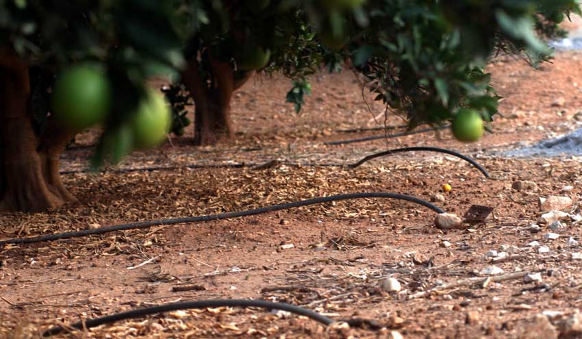 Agricultura destina 6,5 milions d'euros a finançar projectes de modernització de regadius