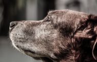 L’Ajuntament d’Alcanar ja té protocol de recollida d’animals de companyia