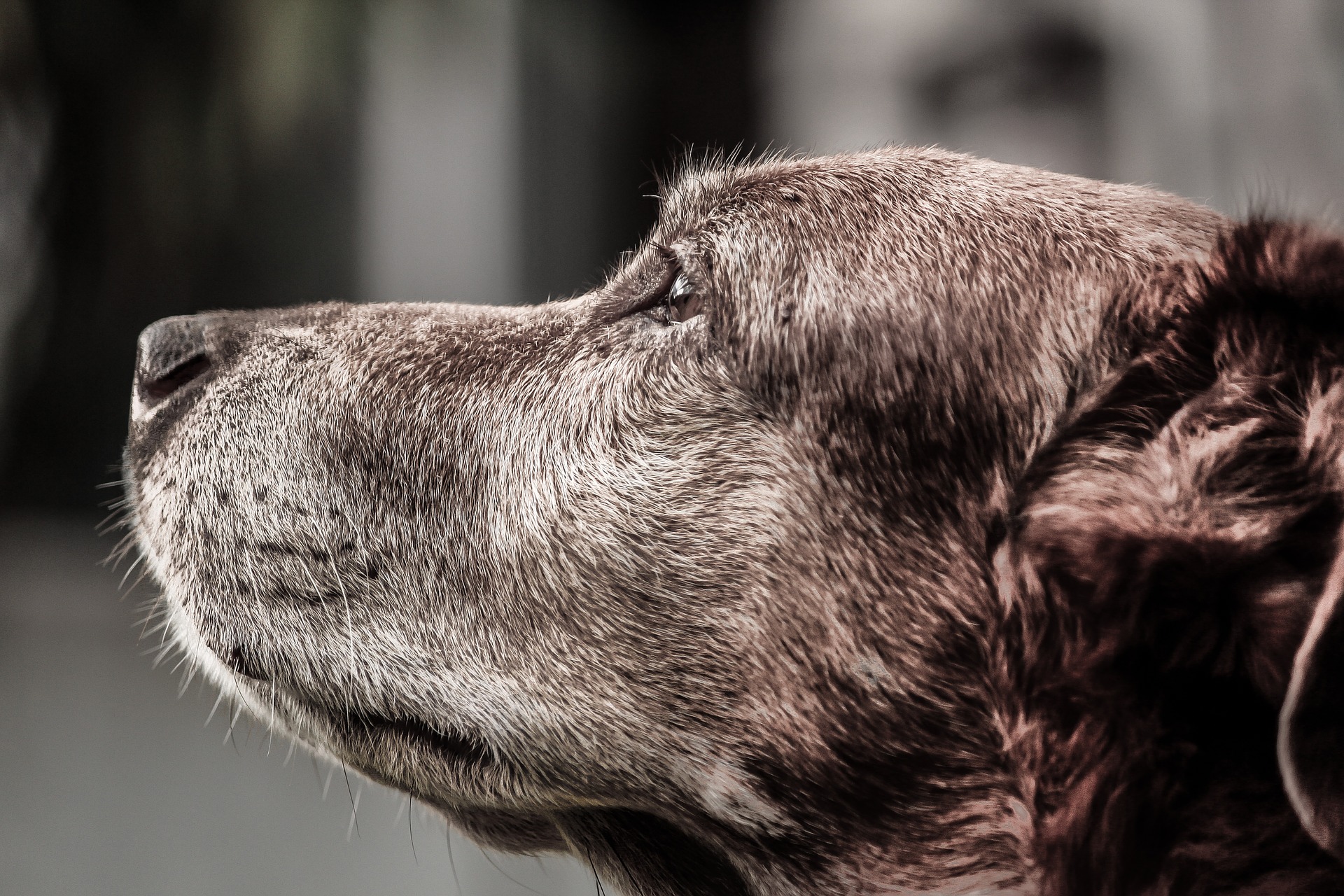 L’Ajuntament d’Alcanar ja té protocol de recollida d’animals de companyia