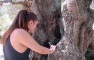 Mollà destaca les oliveres mil·lenàries com a 'joia del patrimoni històric i natural'