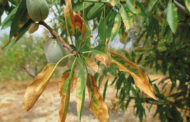 Agricultura denuncia la detecció d'una partida de material vegetal dels EUA infectat de 'Xylella' en el port de Castelló