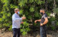 L'Ajuntament de Sant Jordi augmenta la vigilància en el camp per a evitar els robatoris de garrofes