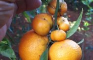 Compromís demanarà en la Comissió d'Agricultura adoptar mesures d'importància davant els danys del Cotonet