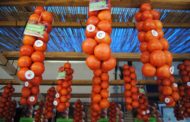 Alcalà-Alcossebre dedicarà l'octubre a la tomata de penjar amb activitats gastronòmiques i turístiques