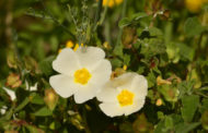 La Generalitat posa en marxa una 'app' que mostra per geolocalització la flora i fauna de la CV