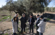 La Diputació subvenciona amb 22.500 euros a la Taula del Sénia per a posar en valor les oliveres mil·lenàries de la zona