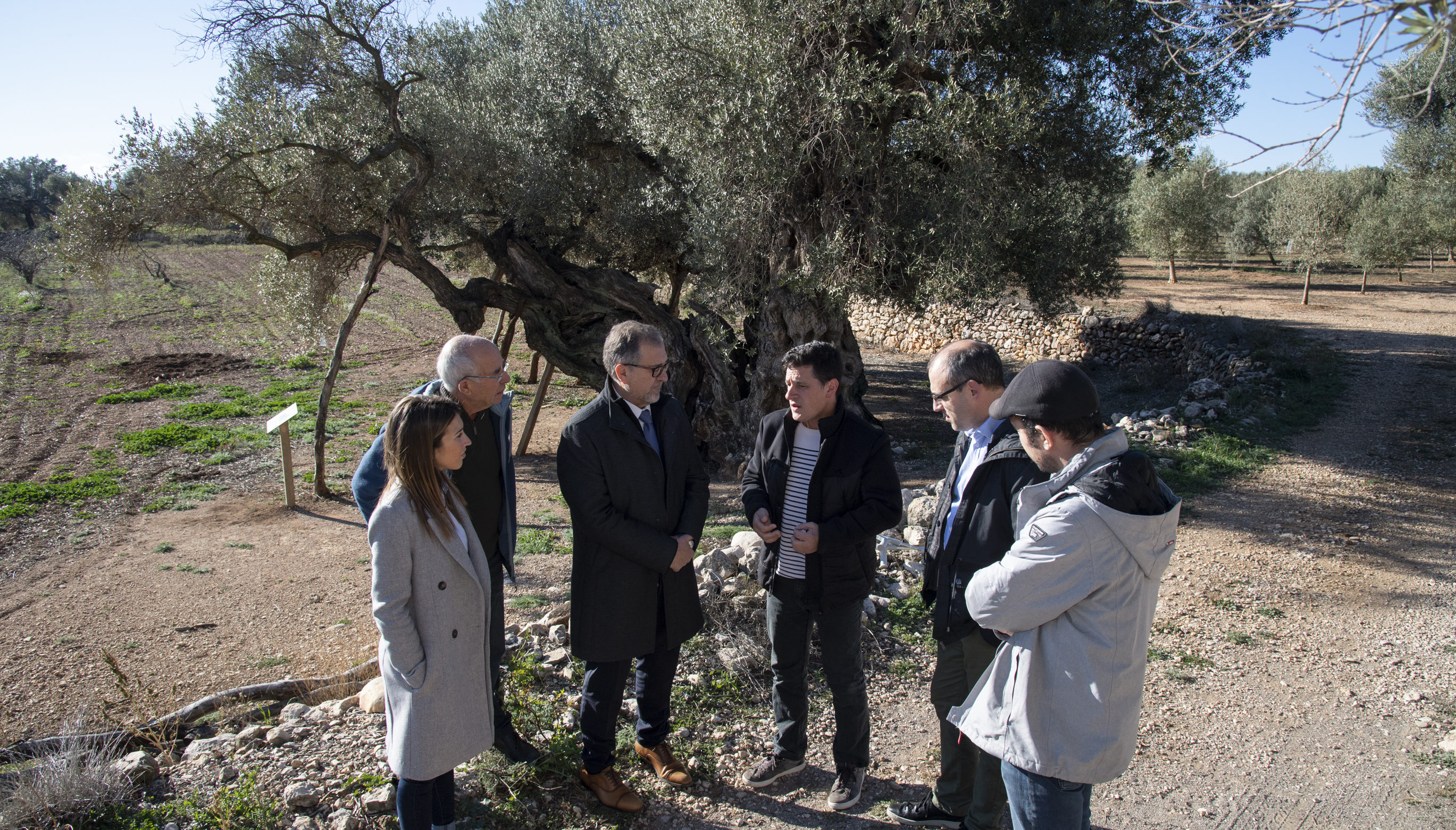 La Diputació subvenciona amb 22.500 euros a la Taula del Sénia per a posar en valor les oliveres mil·lenàries de la zona