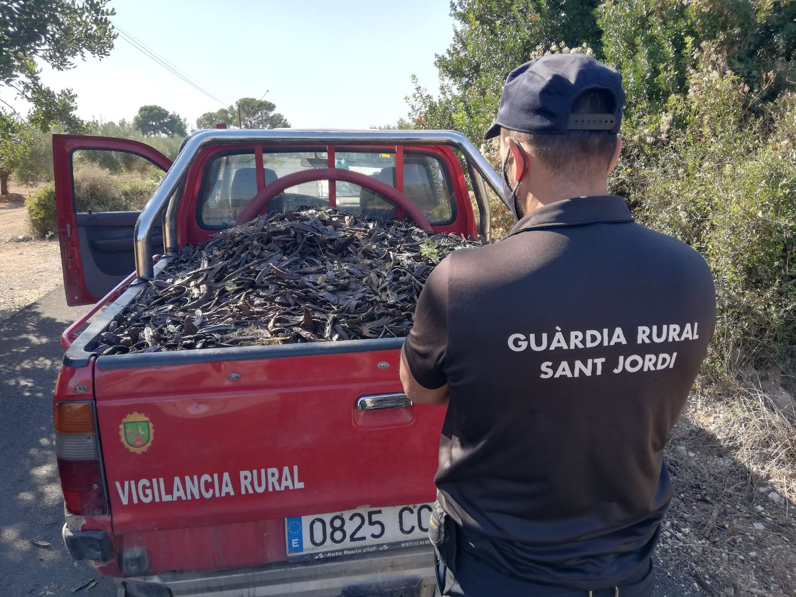 Sant Jordi col·labora per a evitar els robatoris de garrofes després d’haver-se multiplicat enguany