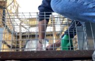 Tírig controla la població de coloms