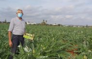 El CRDOP Carxofa de Benicarló espera una bona campanya tant en qualitat com en demanda