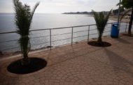 L'Ajuntament d'Alcalà-Alcossebre planta noves espècies arbòries en diferents punts dels nuclis urbans