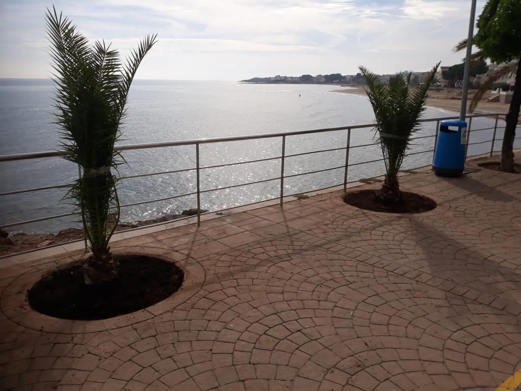 L'Ajuntament d'Alcalà-Alcossebre planta noves espècies arbòries en diferents punts dels nuclis urbans
