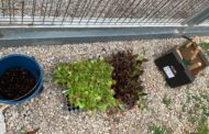 Els centres educatius de Vinaròs participen en el projecte Ecoescoles