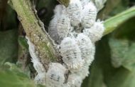 Agricultura reforça la lluita contra el 'cotonet' de Sud-àfrica amb una tècnica basada en l'ús de feromones