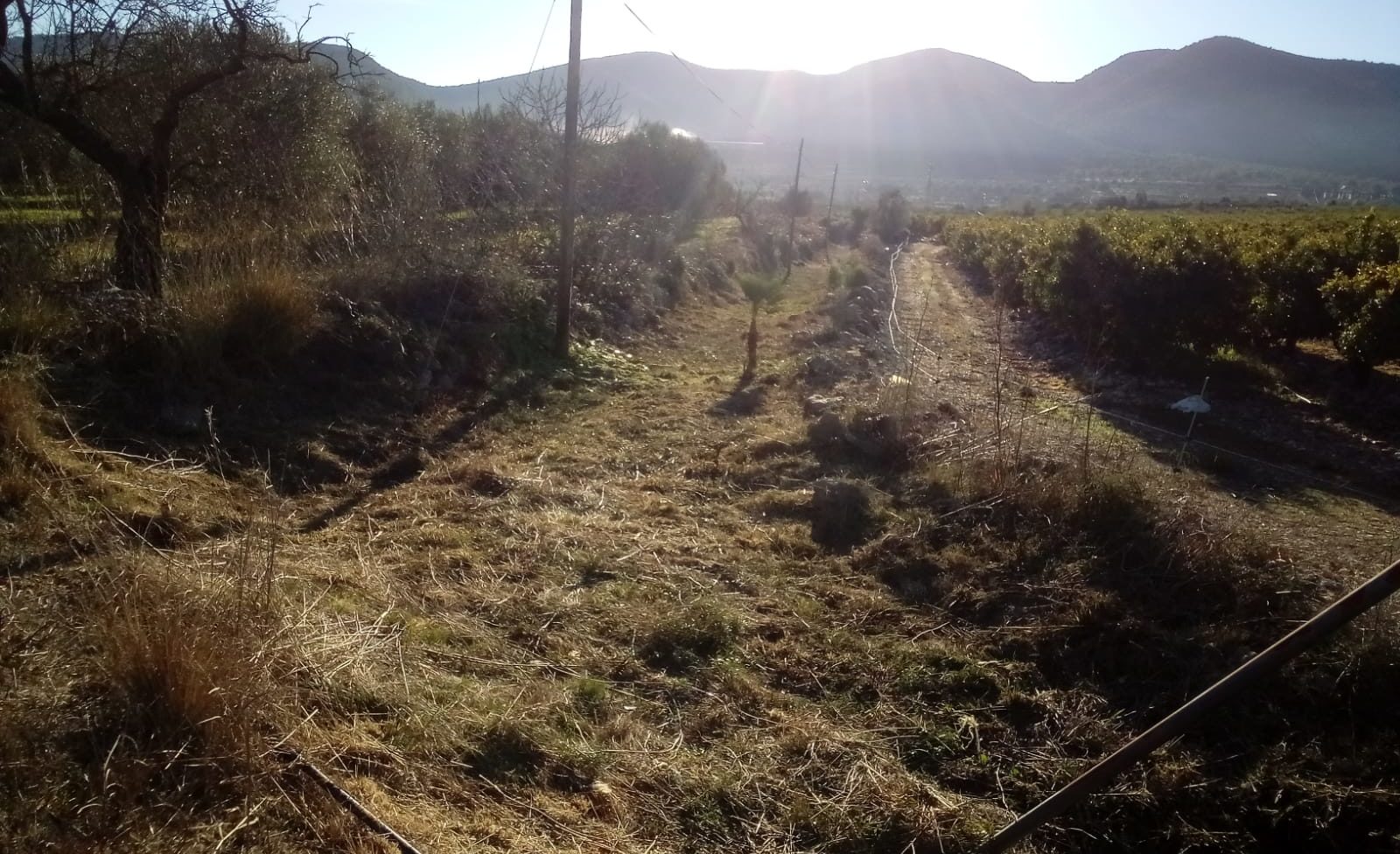 La brigada EMERGE esbrossa el barranc que uneix la rambla d'Alcalà amb el ‘Mas de Pinyó’ de Santa Magdalena