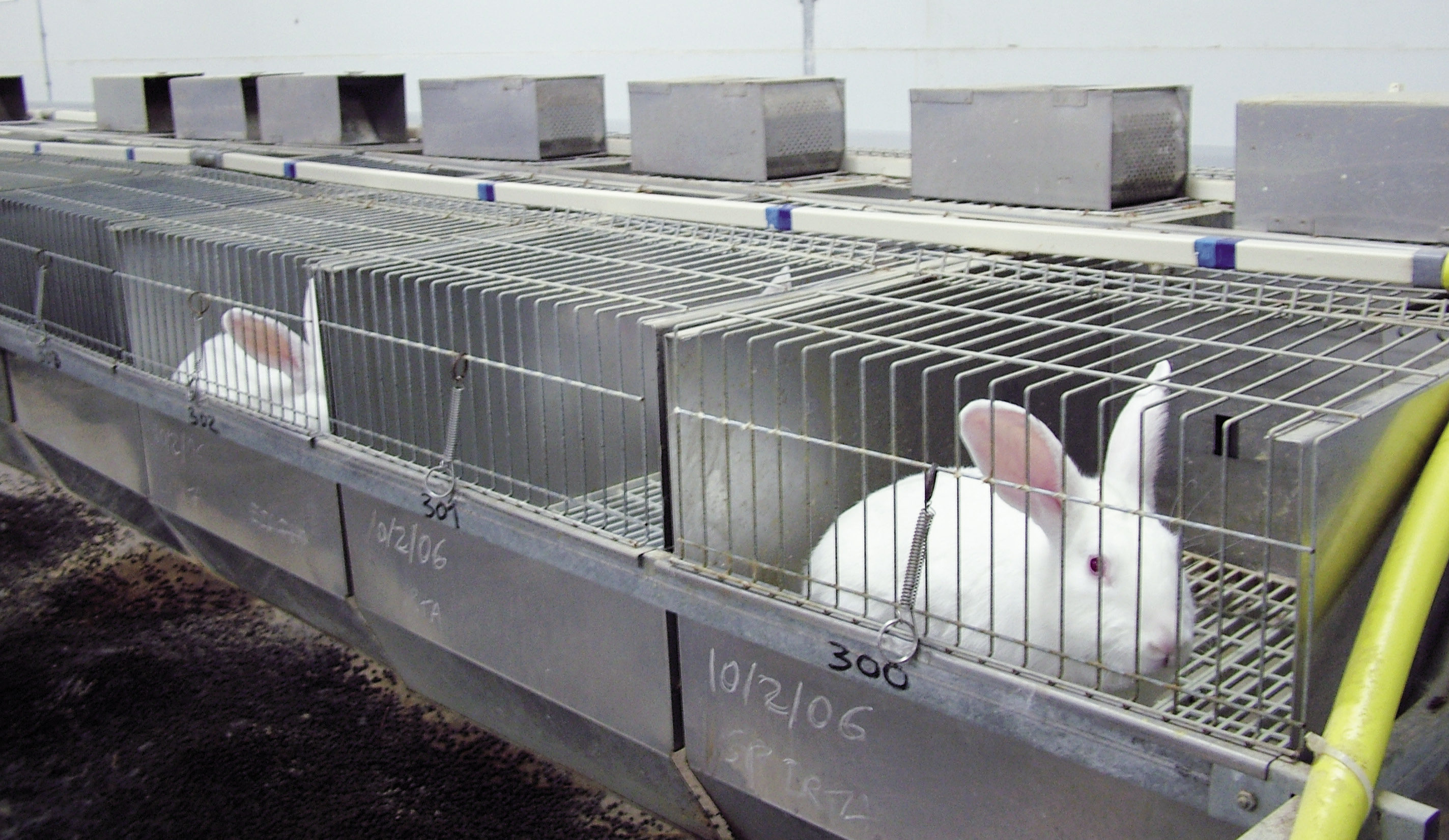 Agricultura destina més de 275.000 euros a explotacions de conills afectades per la suspensió d'activitat