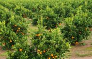 Agricultura planteja un nou mapa varietal citrícola que s'adapte a les exigències i reptes del mercat