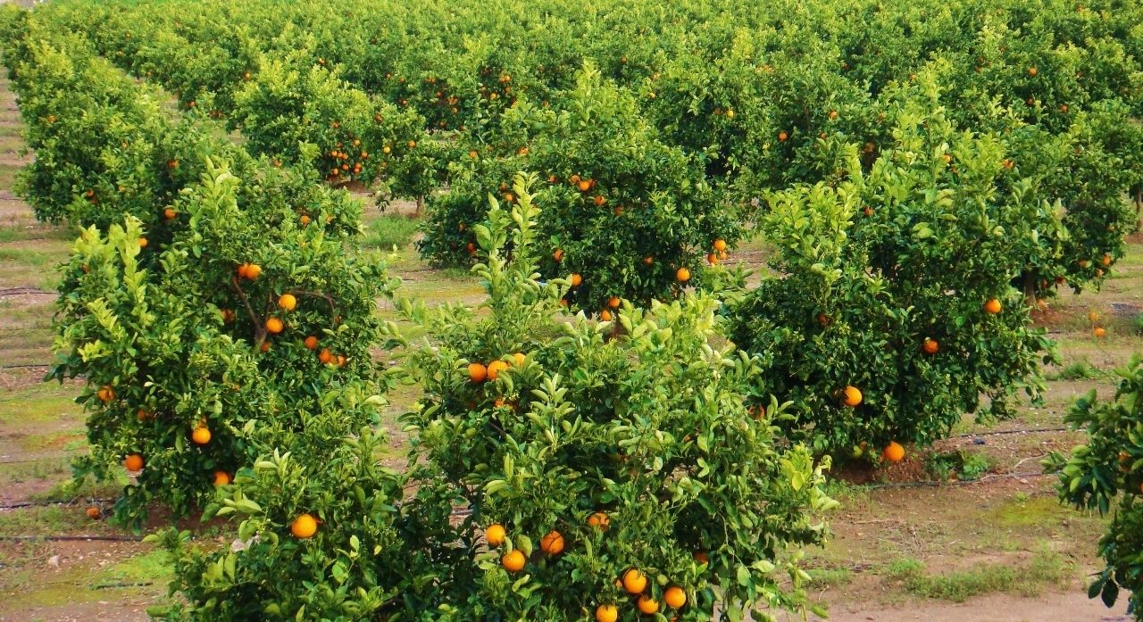 Agricultura planteja un nou mapa varietal citrícola que s'adapte a les exigències i reptes del mercat