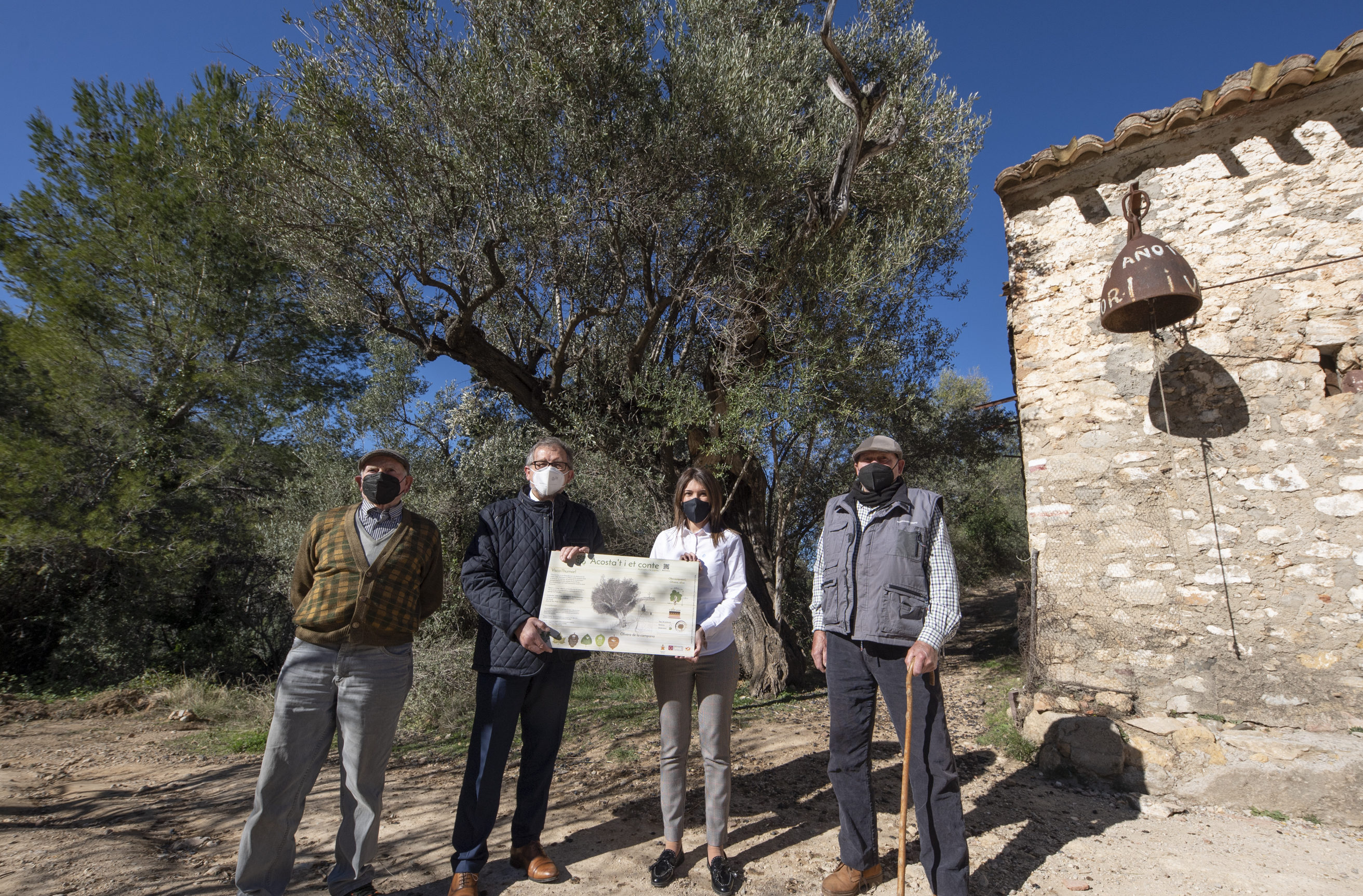 La Diputació celebra el Dia de l'Arbre a Suera amb la posada en valor de l'olivera de la 'Campana'